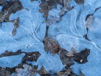 Blätter und Luftblasenfiguren in Eis eingeschlossen